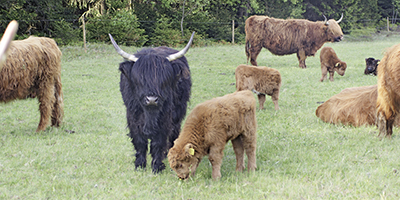 Naturpflege anders – Nachhaltigkeit und ökologisches Denken